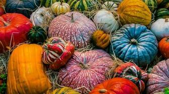Gourds And Pumpkins 4k Wallpaper