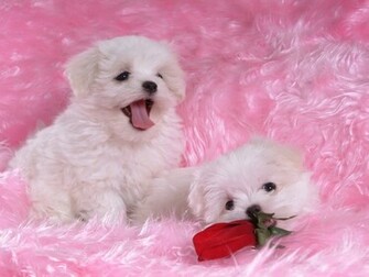 Wallpaper HD Puppy