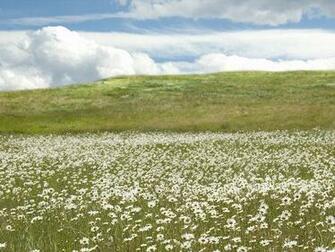 Mountain Meadow Wallpaper By Deadelius