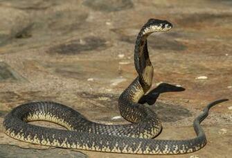 King Cobra Snake