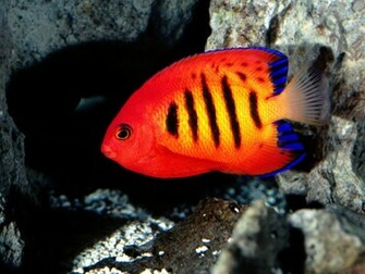 Fish Wallpaper Red Striped
