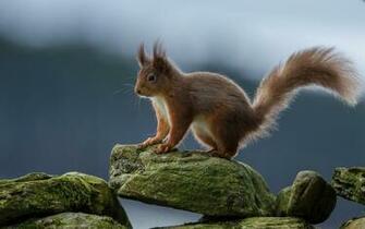 Squirrel Computer Wallpaper Desktop Background Id