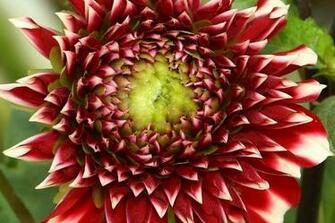 Flower Wallpaper Nursery Shot With Canon 5d HD Desktop