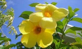Paradise Hawaii Tropical Flower And Other Quality Desktop Wallpaper
