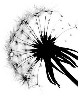 Dandelion Clock Silhouette HD Walls Find Wallpaper