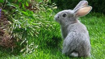 Wallpaper From Picture Gallery Nature Animals HD