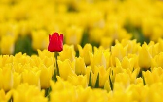 Spring Red Yellow Tulips HD Wallpaper Wallsup