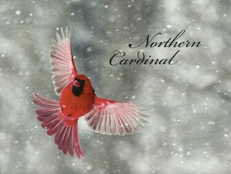 Northern Cardinal Bird Wallpaper