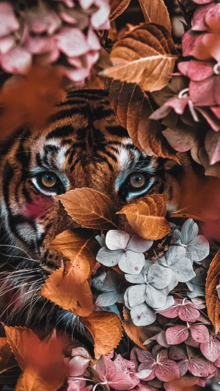 81d6e6f1be933e23e2211bb43a7b3dd1 Wallpaper