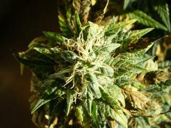 Marijuana Wallpaper Widescreen Image Crazy Gallery