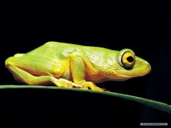Frog Wallpaper Frogs