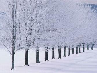 Laptop Background With Winter Wallpaper Snow On Trees HD