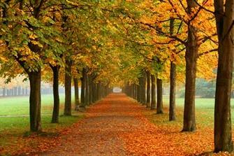 Autumn Leaves And Fall Colors Wallpaper Road Nature HD Widescreen