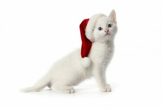 Cute Merry Christmas Cat Computer Desktop HD Wallpaper Stylish