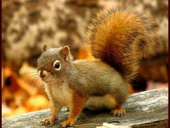 Brown Squirrel Wallpaper