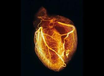 Heart Human Clip Art On Clipart