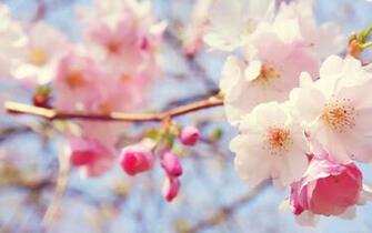 Beautiful Wallpaper For Real Flowers HD