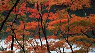 Thanksgiving Wallpaper Empressgirliephotos Full HD