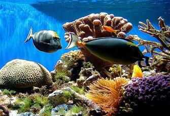 Coral Reefs Wallpaper Best Background