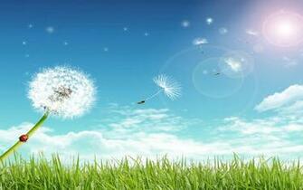 HD Fly Away Dandelion Under Blue Sky Kostenlos