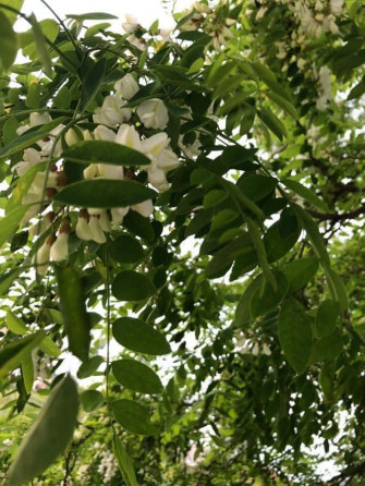 Black Locust Wallpaper
