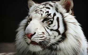 White Tiger Wallpaper