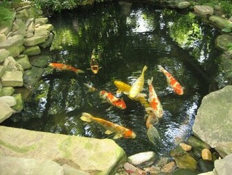 Koi Pond