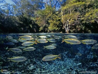 National Geographic HD Wallpaper