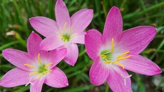 Wallpaper Three Pink Orchids Flowers UHD 4k Picture Image