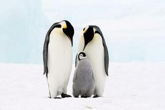 Penguin Image Full HDq Pictures And Wallpaper Showcase