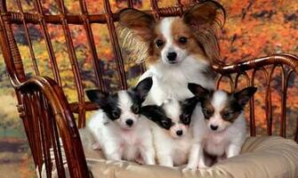 Dog Wallpaper Cute Image Fidelity Widescreen Animal