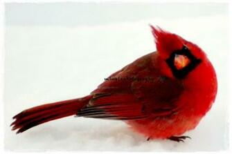 Red Cardinal Bird Clipart Best
