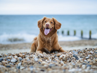 Dog Beach Pictures Image
