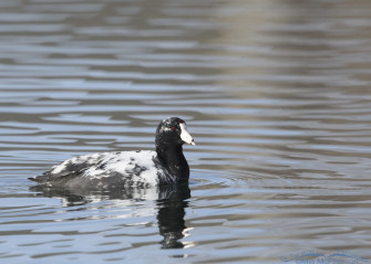 Leucistic American Coot Photos On The Wing Photography