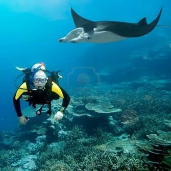 Della Knox Coral Reef Wallpaper