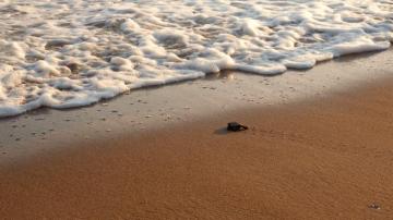 Baby Sea Turtles Look But Do Not Touch Marinebio Conservation