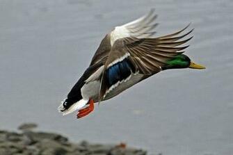 Flying Duck Wallpaper