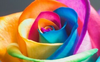 Rainbow Flowers