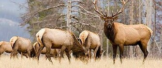 Elk Hunting Wallpaper Governor S Tags