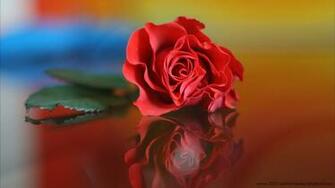 Rose Day HD Wallpaper And Red Pictures