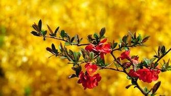 Flower Desktop Background Hi All Wallpaper