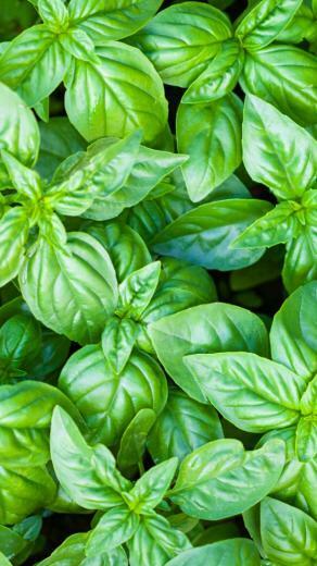 Basil iPhone Wallpaper