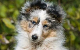Sheltie Puppies Wallpaper