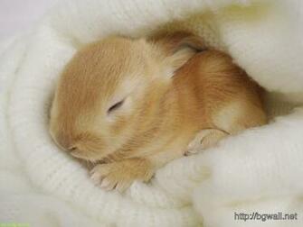 Baby Bunnies Sleep Wallpaper Computer Test Motocyklu Harley Davidson
