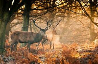 Deer Antlers Autumn Forest Wallpaper