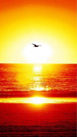 Nature Splendid Sunset Seagull Over Sea iPhone Plus