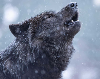 Wolf Aesthetic Wallpaper