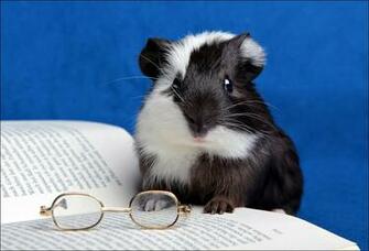 Wallpaper Guinea Pig Book Glasses Animals