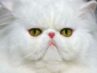 Angry Cat Wallpaper Desktop