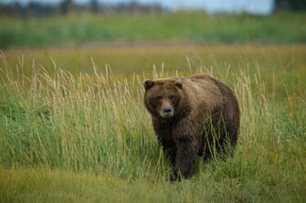 High Definition Wallpaper Photo Grizzly Html